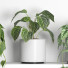 Flowerpots Plants 04 - nr.asgari