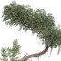 Árbol Planta en exterior 180 - uniquevry