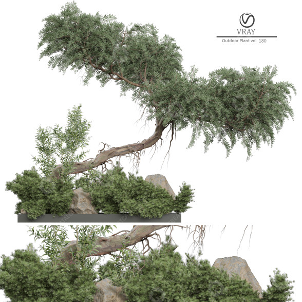Árbol Planta en exterior 180 Modelo 3D