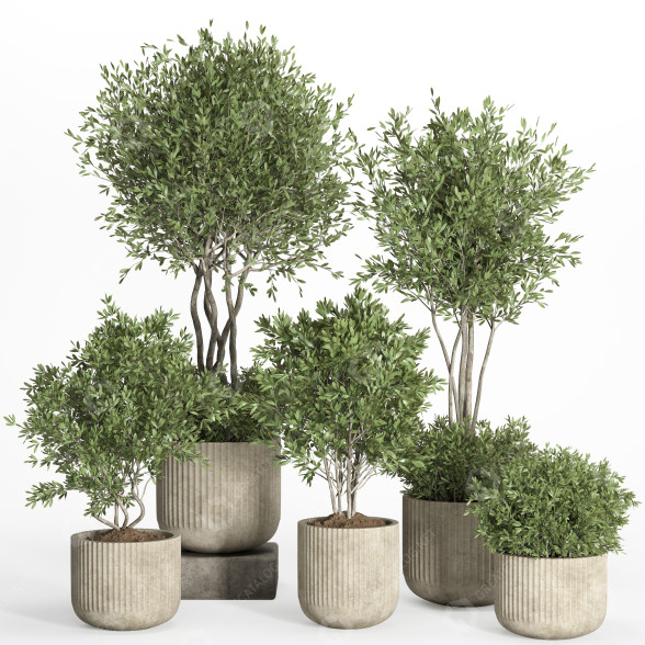 Flowerpots Indoor Plant Set 034 3D model