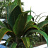 Doniczki Plant in Box Set 081 - unisjamavari