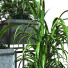Doniczki Plant in Box Set 081 - unisjamavari