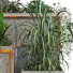 Macetas Planta en caja conjunto 084 - unisjamavari