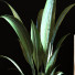 Decoración Set 096 - unisjamavari