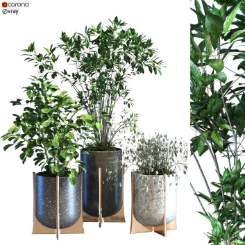 Macetas  Planta en caja conjunto 090 Modelo 3D