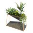 Maceta Planta en caja conjunto 091 - unisjamavari