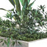 Maceta Planta en caja conjunto 095 - unisjamavari