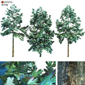Oak 3