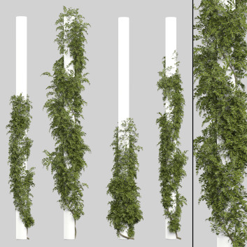 Outdoor Plant 181