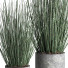 Flowerpots Indoor Plant 008 Candellila - Mrym.3dmodel