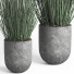 Flowerpots Indoor Plant 008 Candellila - Mrym.3dmodel