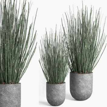 Flowerpots Indoor Plant 008 Candellila 3D model