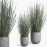 Flowerpots Indoor Plant 008 Candellila - Mrym.3dmodel