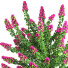Busch Pflanze im Freien set 001 bougainvillea - Mrym.3dmodel