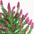 Busch Pflanze im Freien set 001 bougainvillea - Mrym.3dmodel