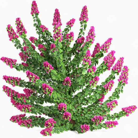 Busch Pflanze im Freien set 001 bougainvillea 3D-Modell