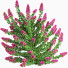 Busch Pflanze im Freien set 001 bougainvillea - Mrym.3dmodel