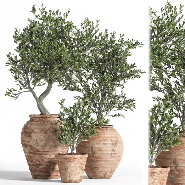 Blumentöpfe Olivenbaum in antiker töpferei 3D-Modell