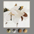 Bilder Decoration 6 - lat047622