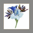 Kino Decoration 7 - lat047622