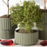 Macetas y decoración Plantas de interior 189 - uniquevry