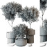 Macetas y decoración Plantas de interior 189 - uniquevry