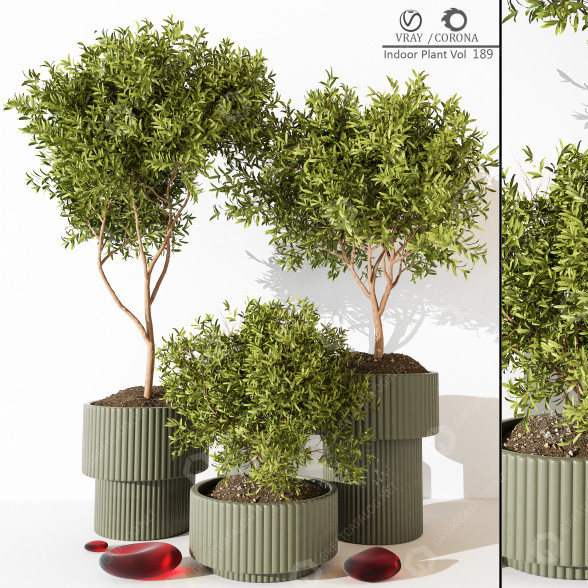 Macetas y decoración Plantas de interior 189 Modelo 3D