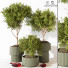 Macetas y decoración Plantas de interior 189 - uniquevry