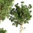 Pots de fleurs Plante en extérieur ensemble 01 - nasrinrad