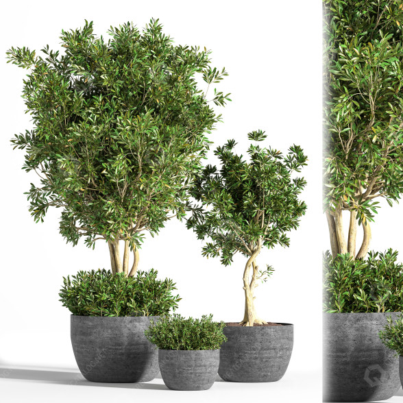 Pots de fleurs Plante en extérieur ensemble 01 modèle 3D