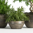 Blumentöpfe Indoor Set Plant 04 - nasrinrad