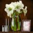 Декор Light Yellow Amaryllis - SABHAT KHAN