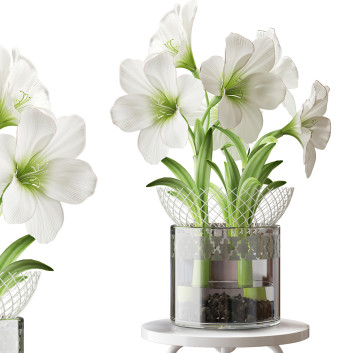 Blumenstrauß Amaryllis Weiß