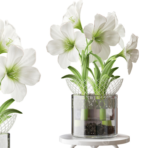 Blumenstrauß Amaryllis Weiß 3D-Modell