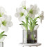 Blumenstrauß Amaryllis Weiß - SABHAT KHAN