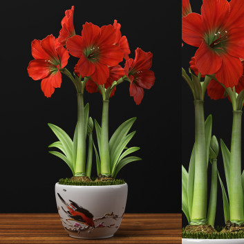 Blumentopf  Amaryllis Rot 3D-Modell