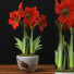 Doniczka Amaryllis Red - SABHAT KHAN