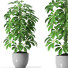 Doniczka Plants 35 - SABHAT KHAN