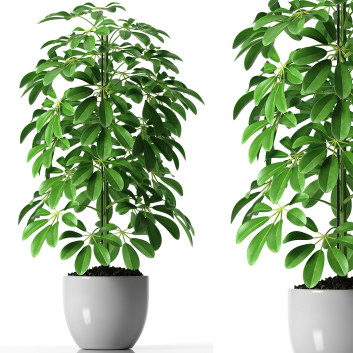 Blumentopf  Pflanzen 35 3D-Modell