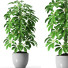Doniczka Plants 35 - SABHAT KHAN