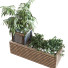 Maceta Planta en caja conjunto 114 - unisjamavari