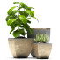 Flowerpots Plants 37 - SABHAT KHAN