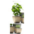 Flowerpots Plants 37 - SABHAT KHAN