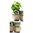 Flowerpots Plants 37 - SABHAT KHAN