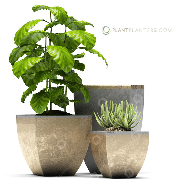Flowerpots Plants 37 3D model