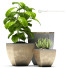 Flowerpots Plants 37 - SABHAT KHAN