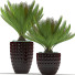 Doniczki Plants 39 - SABHAT KHAN
