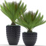 Doniczki Plants 39 - SABHAT KHAN