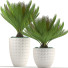 Doniczki Plants 39 - SABHAT KHAN
