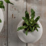 Doniczki Plants 43 - SABHAT KHAN
